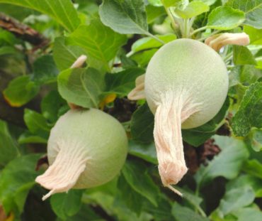 Insect barriers let you grow organic, worm-free apples.