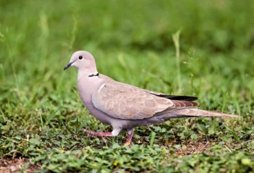 Eurasian collared-dove