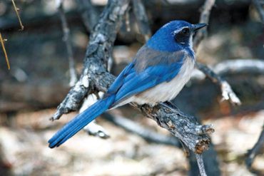 Western scrub-jay