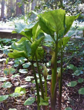 Arisaema