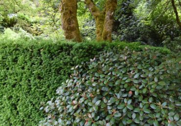 A toxic duet — rhododendron blending in with a yew