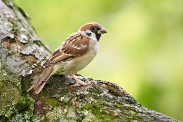 sparrow