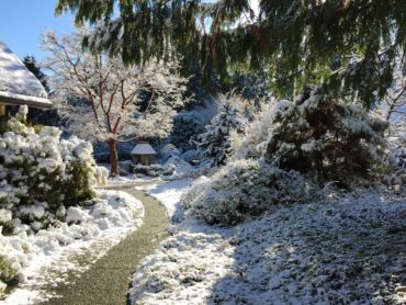 Winter garden snow scene with paperbark maple