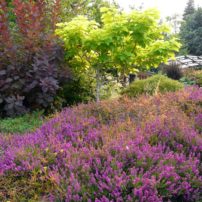 Enchanting, Colorful Garden comes from Creative Evolution