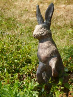 Peter Rabbit, where did you leave your waistcoat? Garden of Lynn McIntyre, Bainbridge Island.