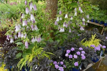 Nurseries are wonderful for getting inspired and learning to notice details like effective color and form combinations. Cultus Bay nursery, Whidbey Island.