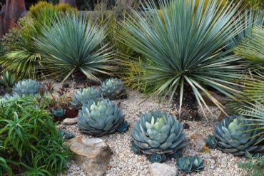 An excellent example of staying true to the theme through restraint, repetition, and unity of plant material and hardscape. Point Defiance Zoo.