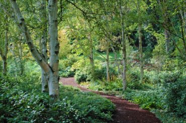 Bloedel Reserve delivers a serene scene with its Himalayan birch-lined path and a simple white/green color palette.