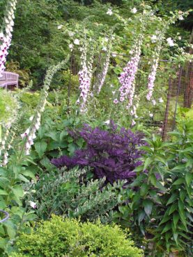 Public gardens like the Bellevue Botanic Garden showcase the power of thoughtful plant partnerships.