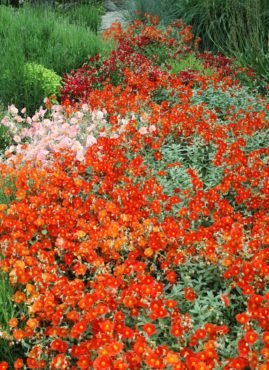 An exciting, hot-colored scene at the Albers Vista garden on a well-drained slope shows restraint through the planting of large drifts of a single species.