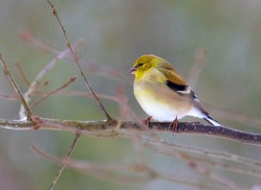 American Goldfinch (Spinus tristis)