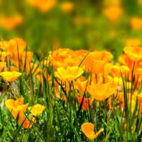Eschscholzia californica, commonly known as the California poppy is an easy-to-grow, drought-tolerant plant common in wildflower mixes. It's also California's state flower.