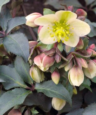 Helleborus COSEH860