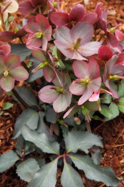 Helleborus COSEH860