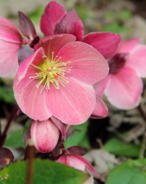 Helleborus HGC Pink Frost