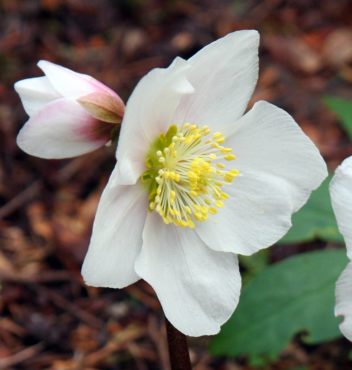 Closeup Helleborus niger