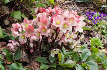 Helleborus x ballardiae HGC ‘Pink Frost’