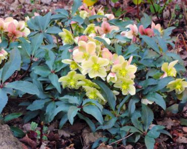 Helleborus COSEH860