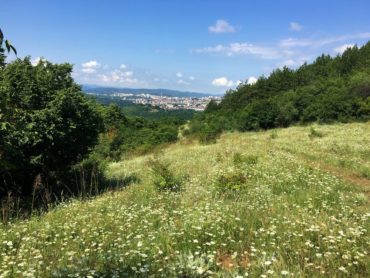 Field of flowers near the tiny town of Arbanasi