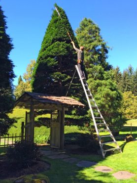 Bob Braid fine pruning a tall Hinoki cypress (Photo courtesy Andre ten Dam)