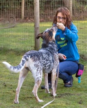 Behavior coordinator Ashley Atkinson working with one of our dogs awaiting adoption.