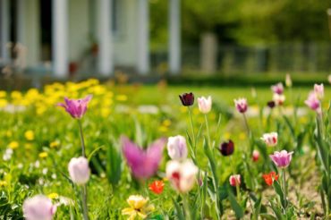 spring flowers