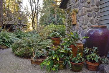 Container plantings of Dave Gibson’s favorite ferns