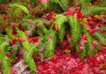 Sword ferns under a blanket of Japanese maple leaves