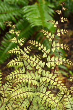 Athyrium otophorum, eared lady fern