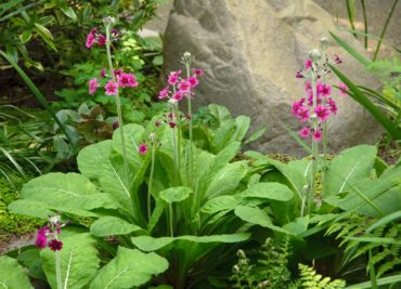 Primula japonica grown from Bloedel Reserve’s seeds