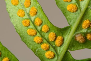 The spores of Polypodium glycyrrhiza ‘Longicaudatum’