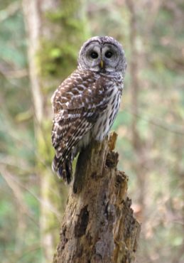 A barred owl surveying its territory