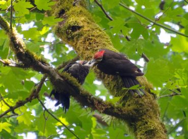 Pileated woodpecker family