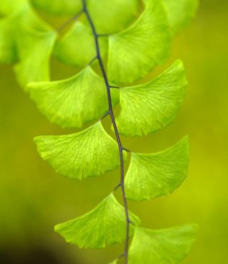 The delicate maiden hair fern, Adiantum tracyi