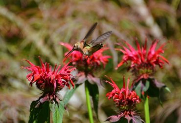 Rufous hummingbird acrobatics