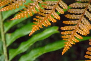 Young folliage of the autumn fern, Dryopteris erythrosora