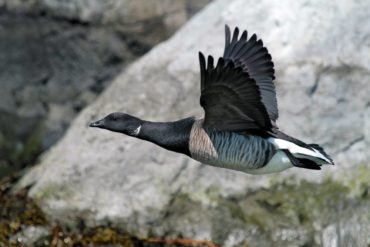 Brant Goose