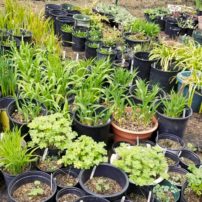 Manchester Library Plant Sale