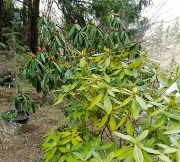 Manchester Library Plant Sale