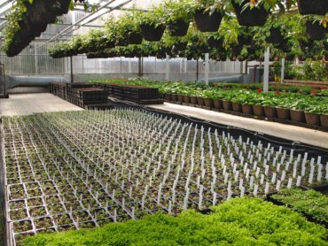 One of several working greenhouses on the property