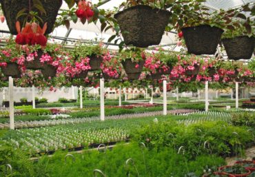 Fuchsia baskets getting ready for Mother’s Day