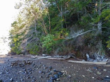 Thirty-one acres of high bluff shoreline protected on Hood Canal south of Dewatto. (Photo courtesy Patty Michak)