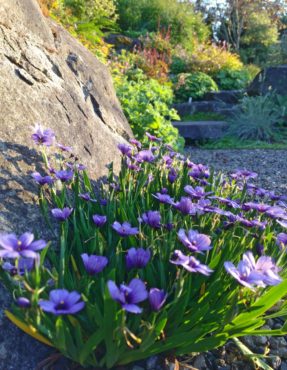 Waterside garden