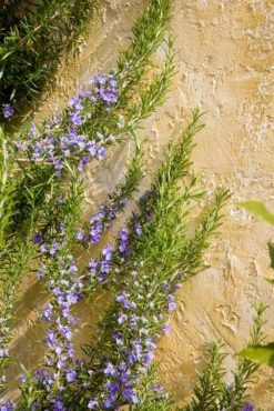 Rosemary (Rosmarinus officinalis ‘Tuscan Blue’)