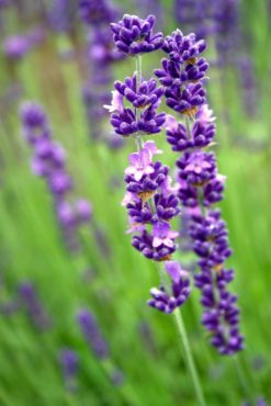  English lavender (Lavandula ‘Royal Velvet’)