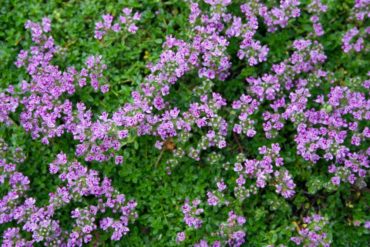 Elfin thyme (Thymus serpyllum ‘Elfin’)