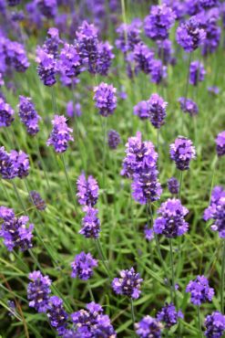  English lavender (Lavandula ‘Tucker’s Early’)