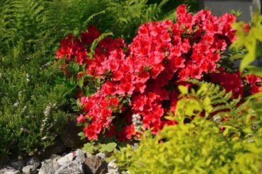 Native plants have deep root systems that allow the water to penetrate the soil surface, providing moisture to plant roots on the way to recharging groundwater.