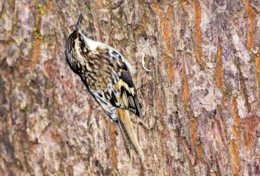 You may have to look close to see them, but brown creepers may show up in your backyard, like this one on a big leaf maple.