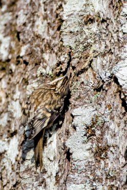 A brown creeper is spotted on a Douglas fir at Belfair State Park.